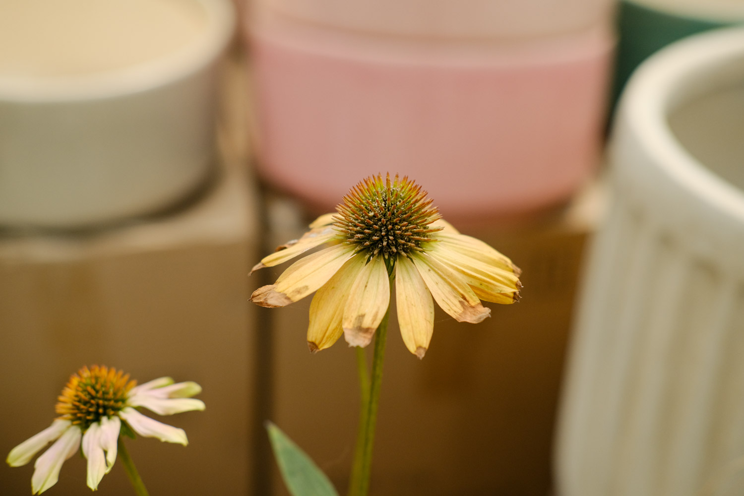 echinacea 