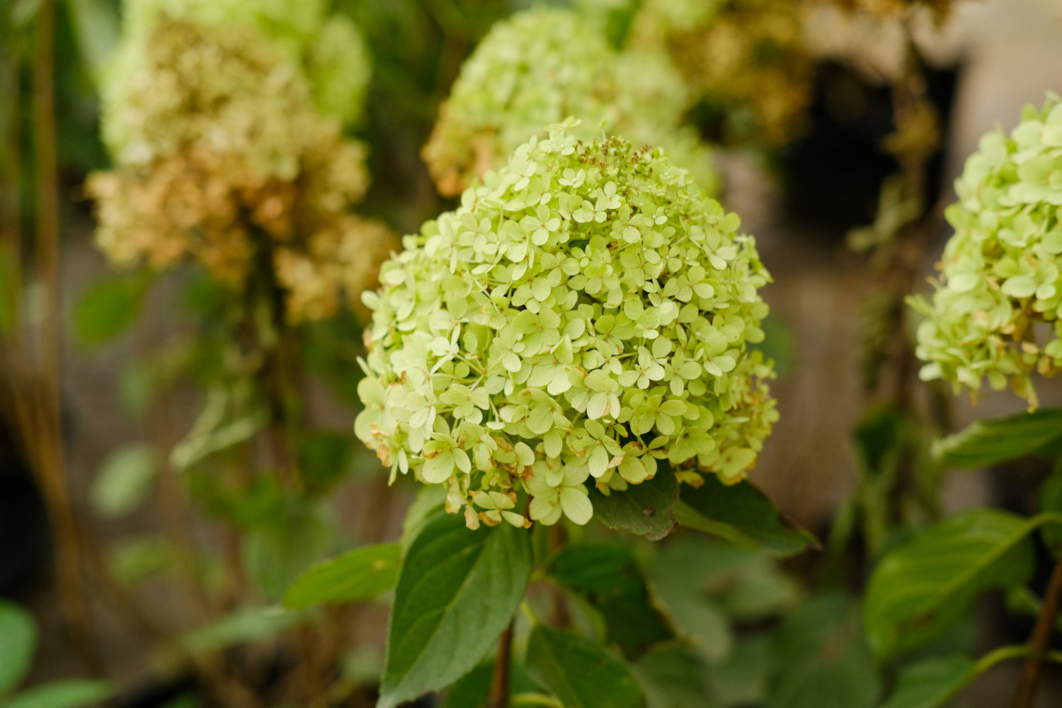 hydrangea