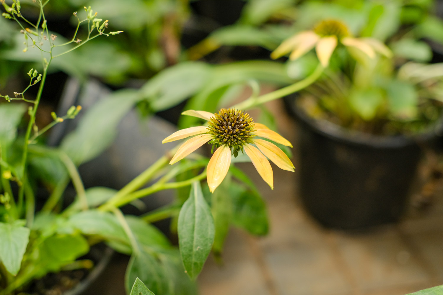 echinacea 