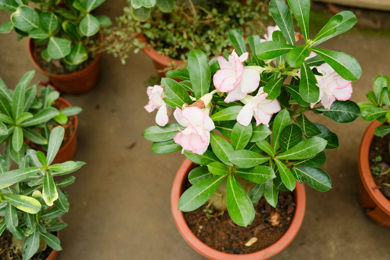 Adenium obesum