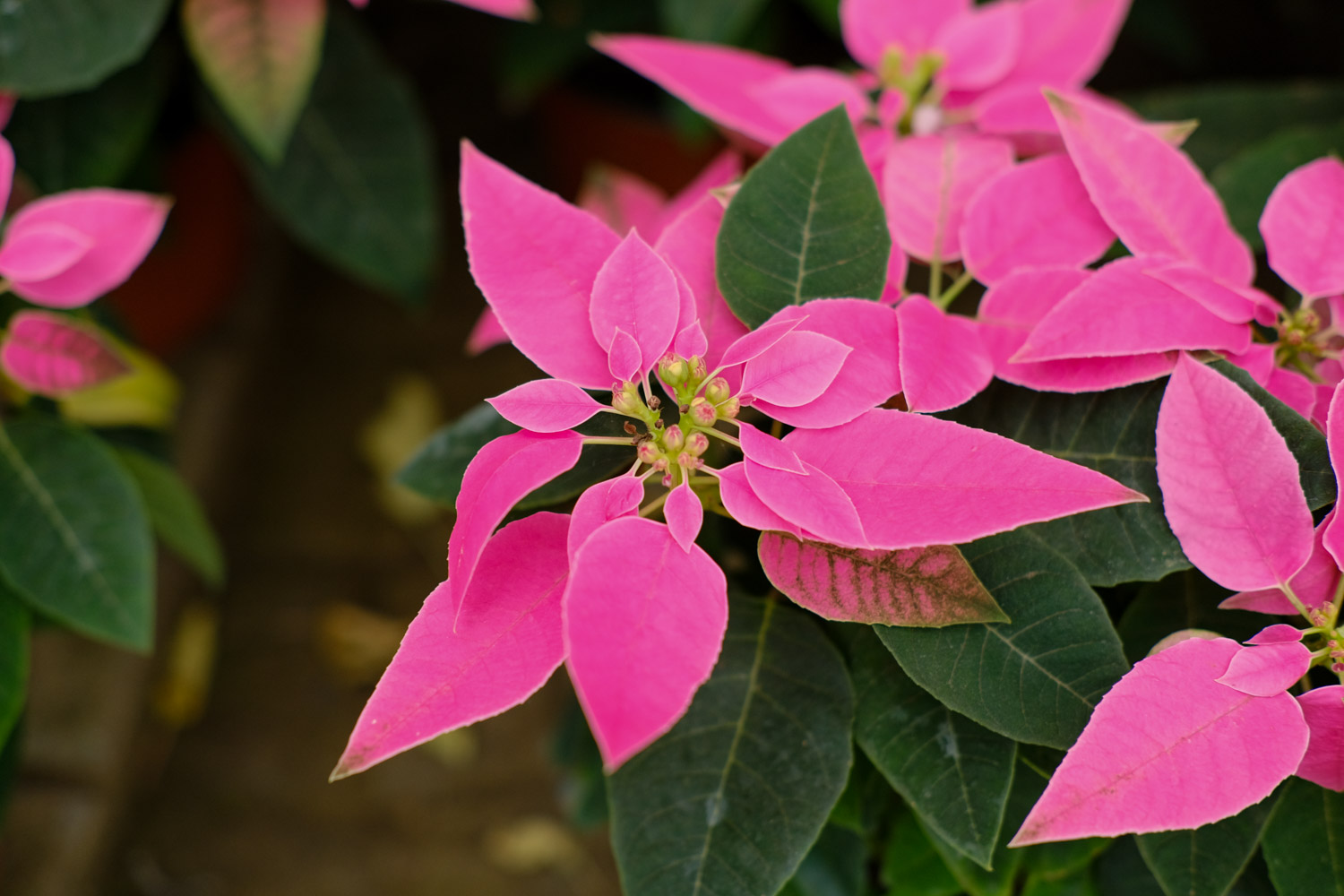 poinsettia