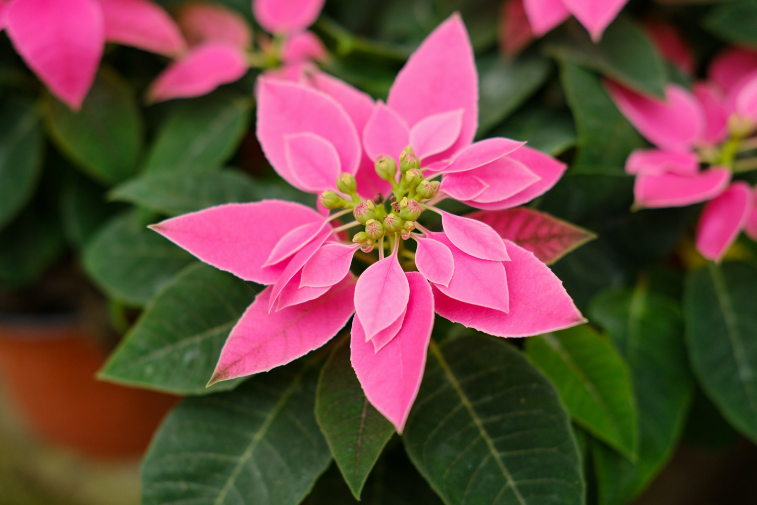 poinsettia