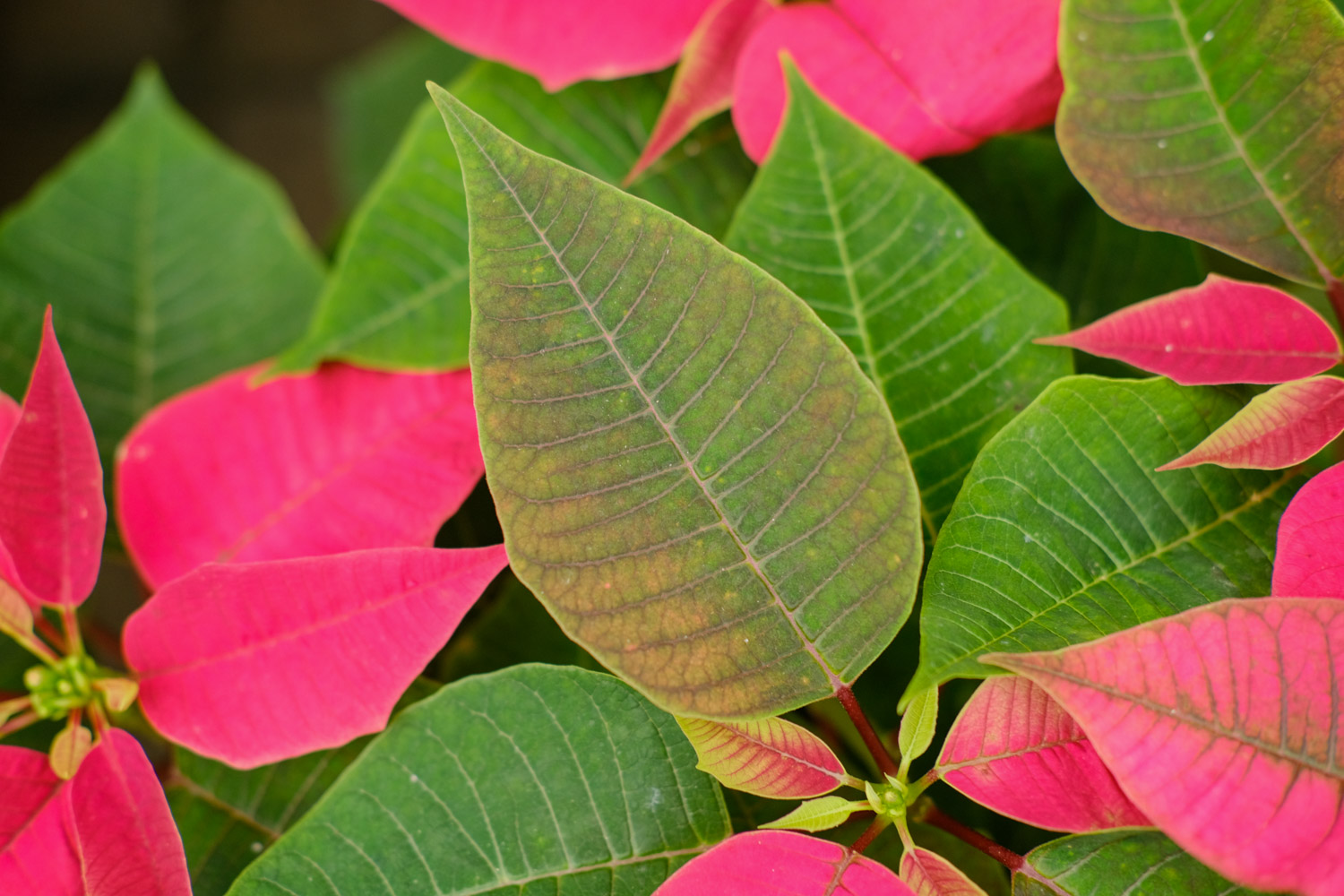 poinsettia