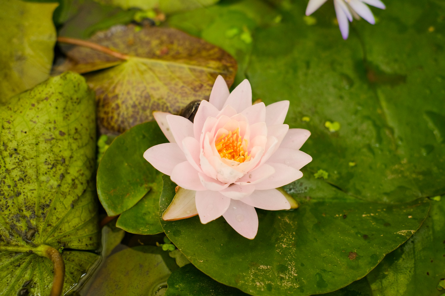 Water lilies