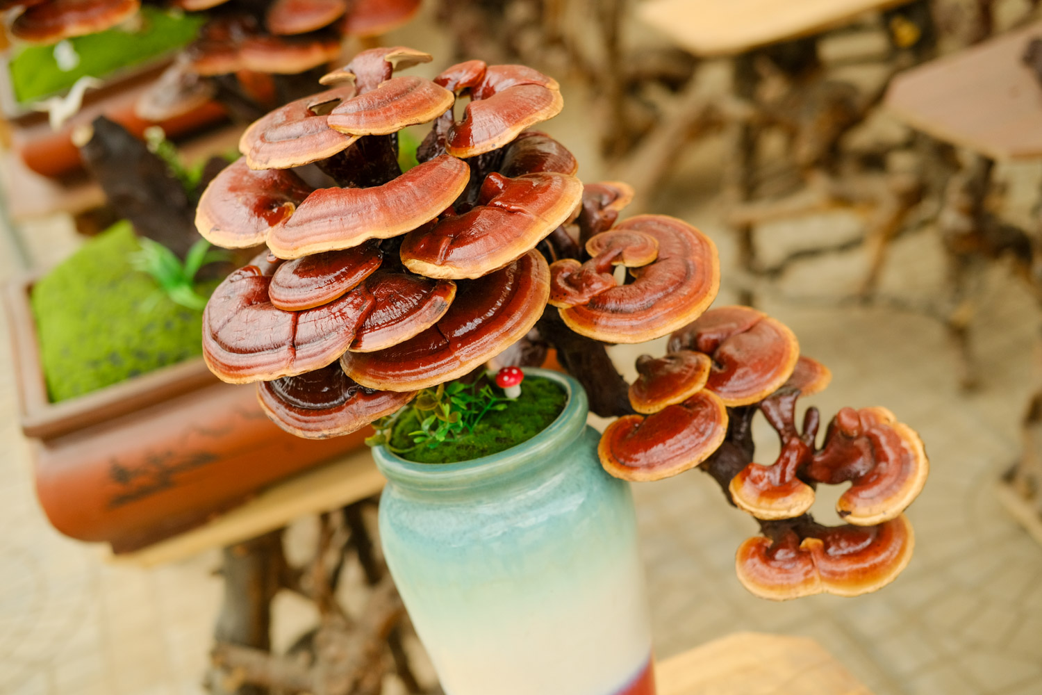 Ganoderma lucidum