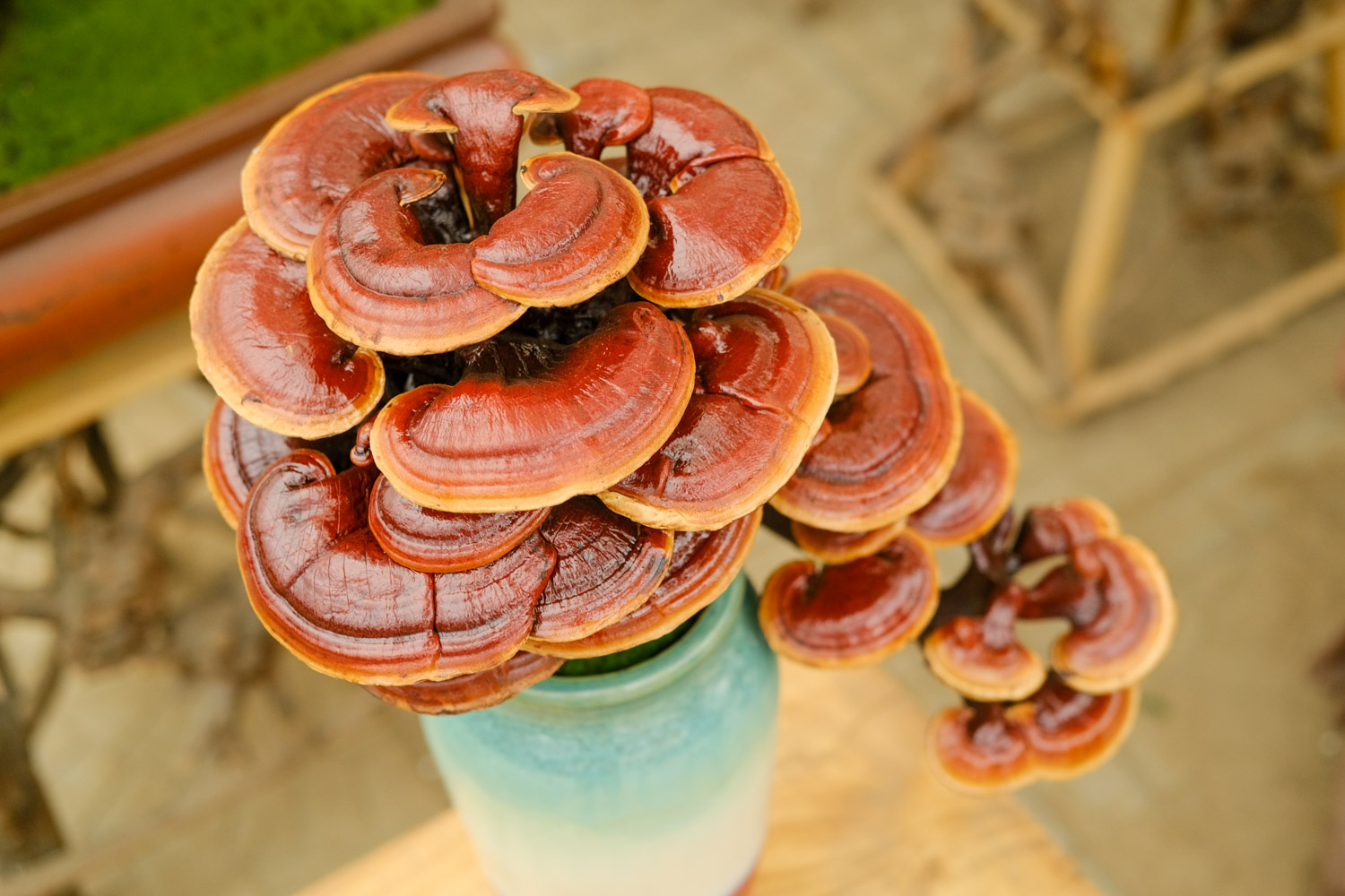 Ganoderma lucidum