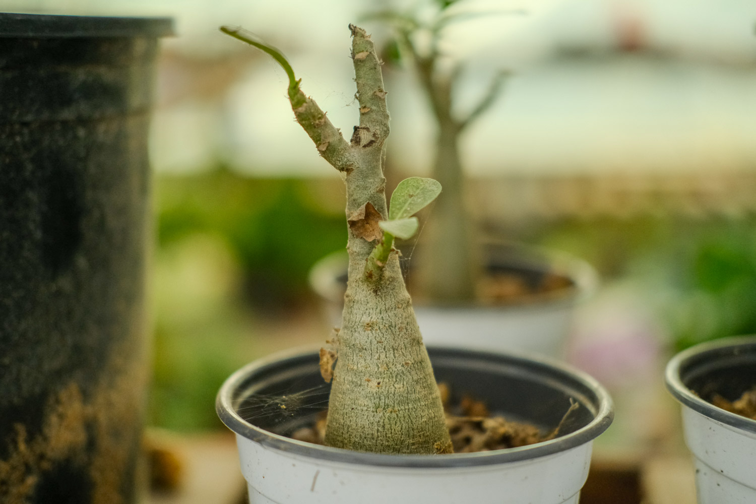 Adenium obesum