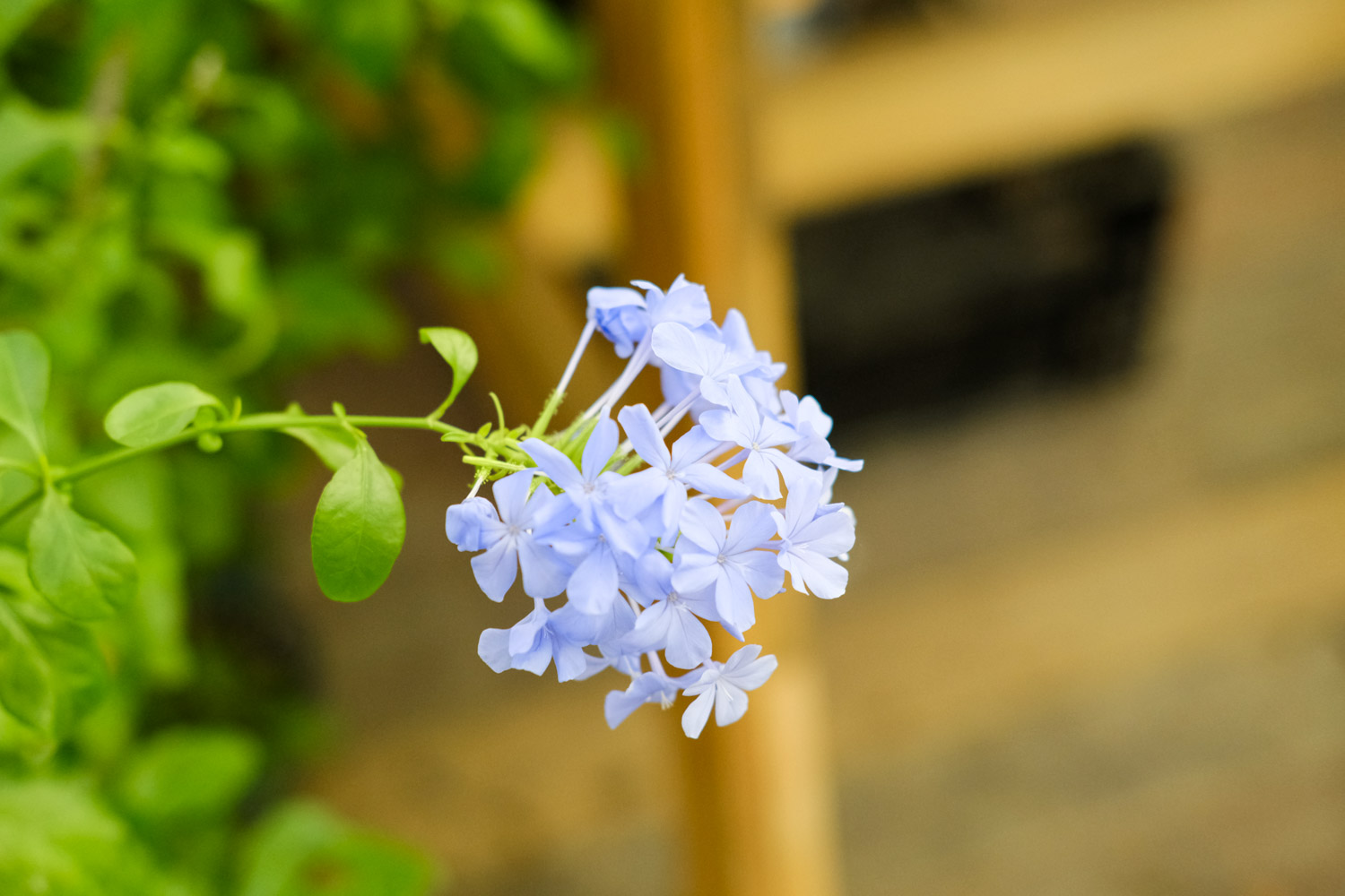 Plumbago Auriculata