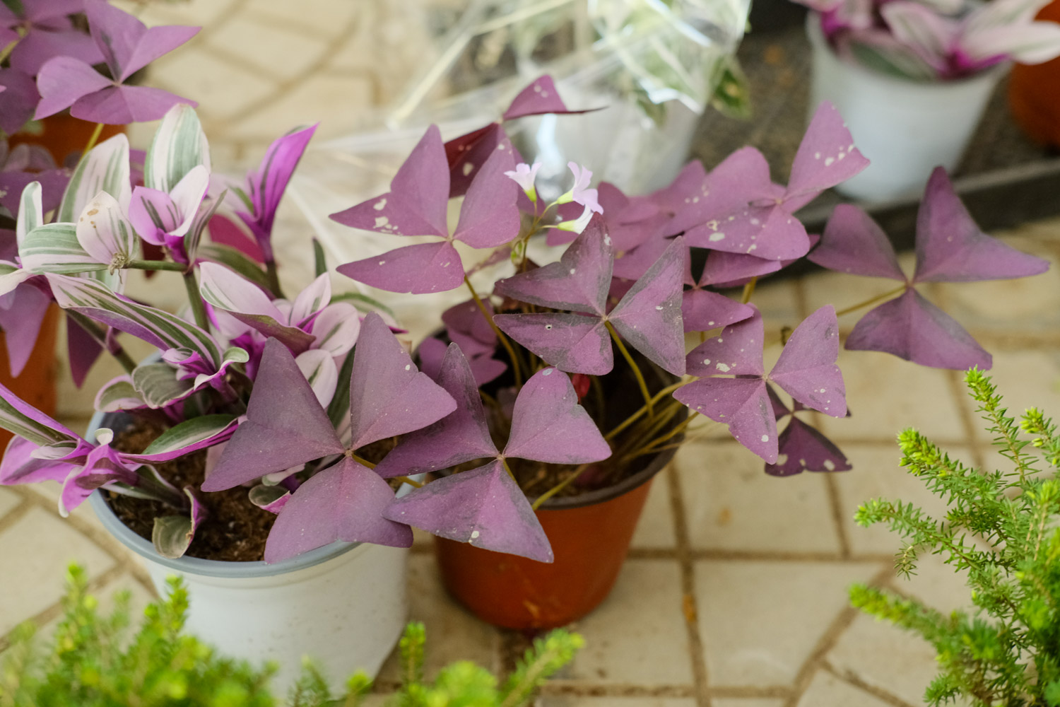 Oxalis