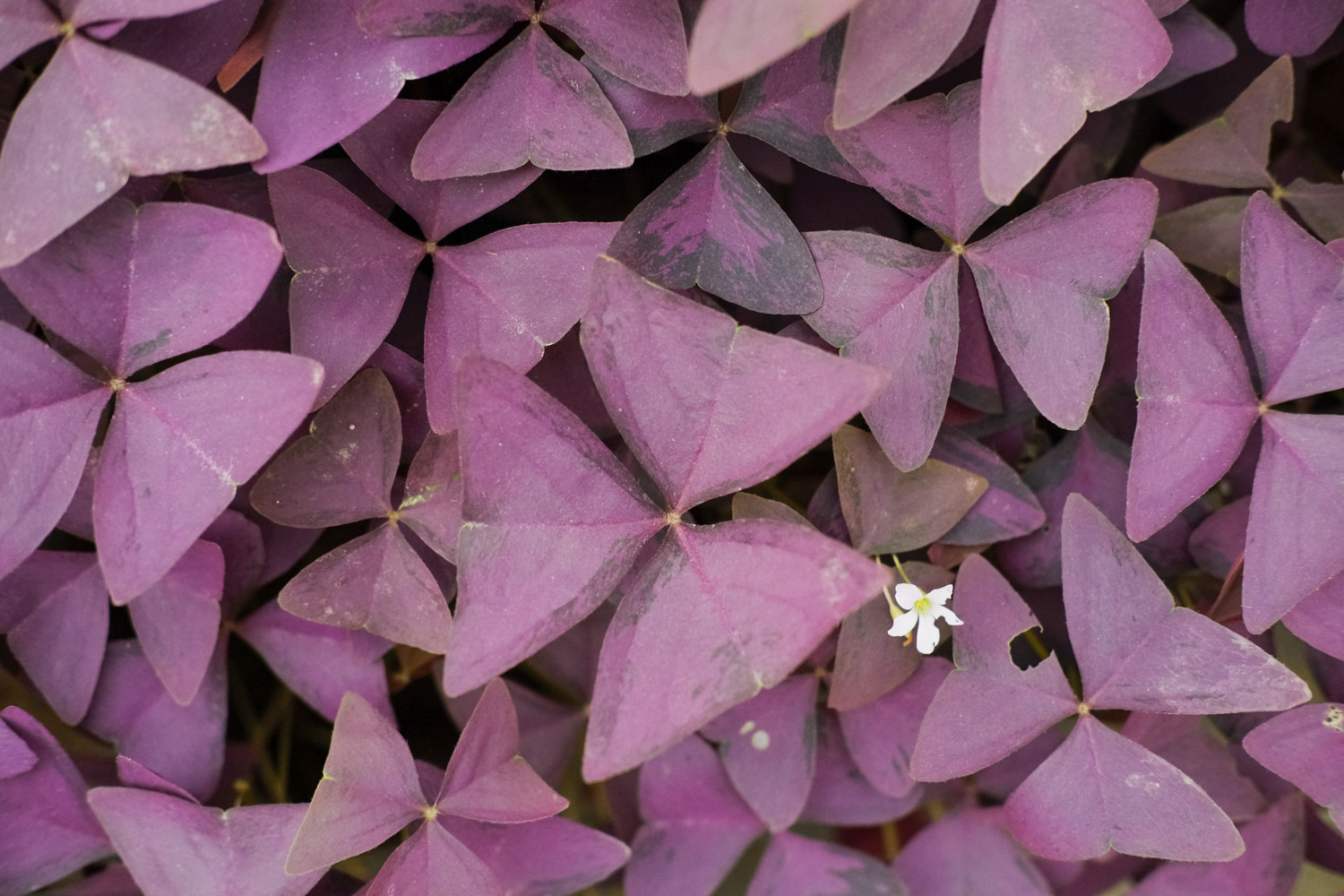 Oxalis