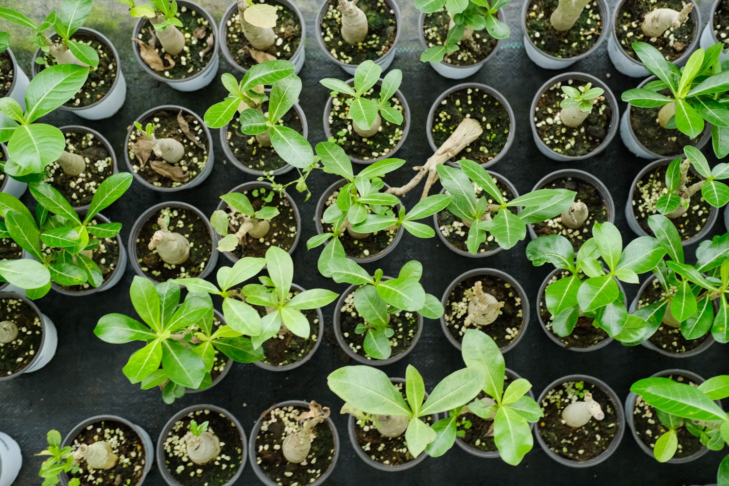 Adenium obesum