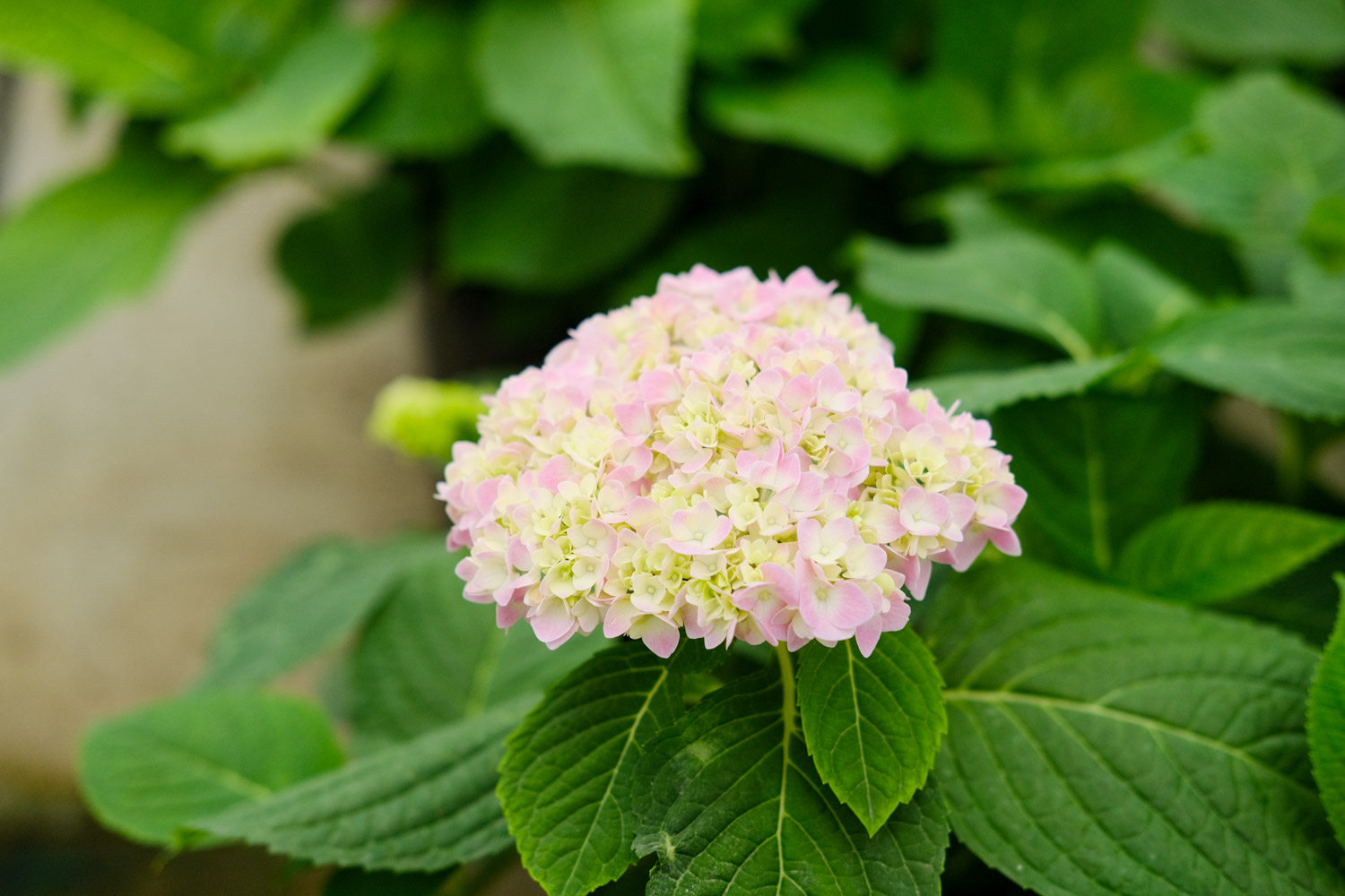 hydrangea