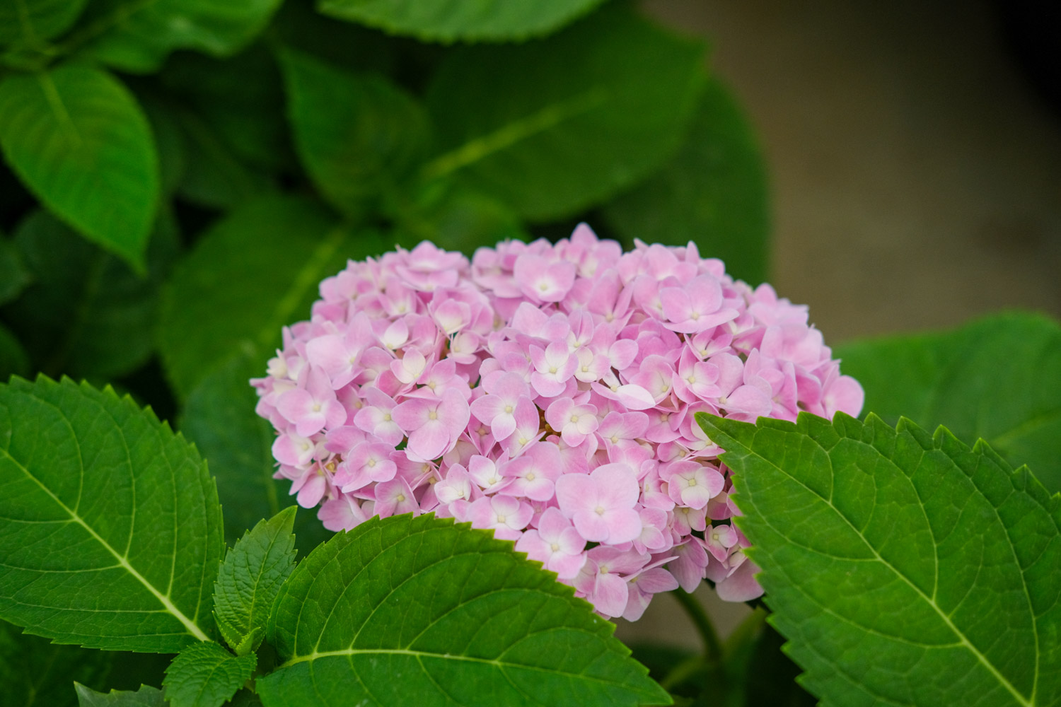 hydrangea