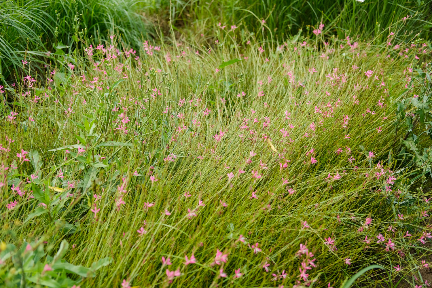 White Gaura