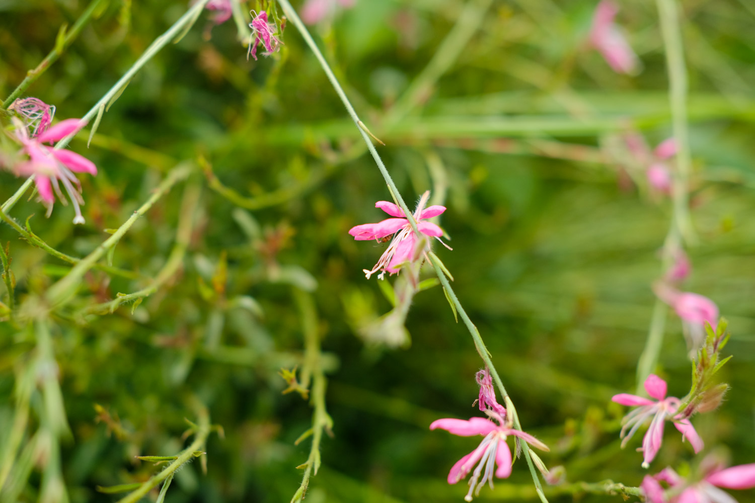 White Gaura