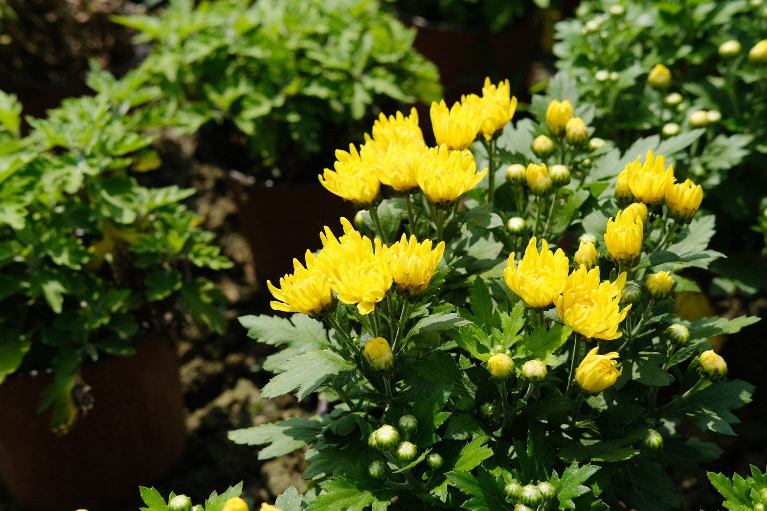 Chrysanthemum