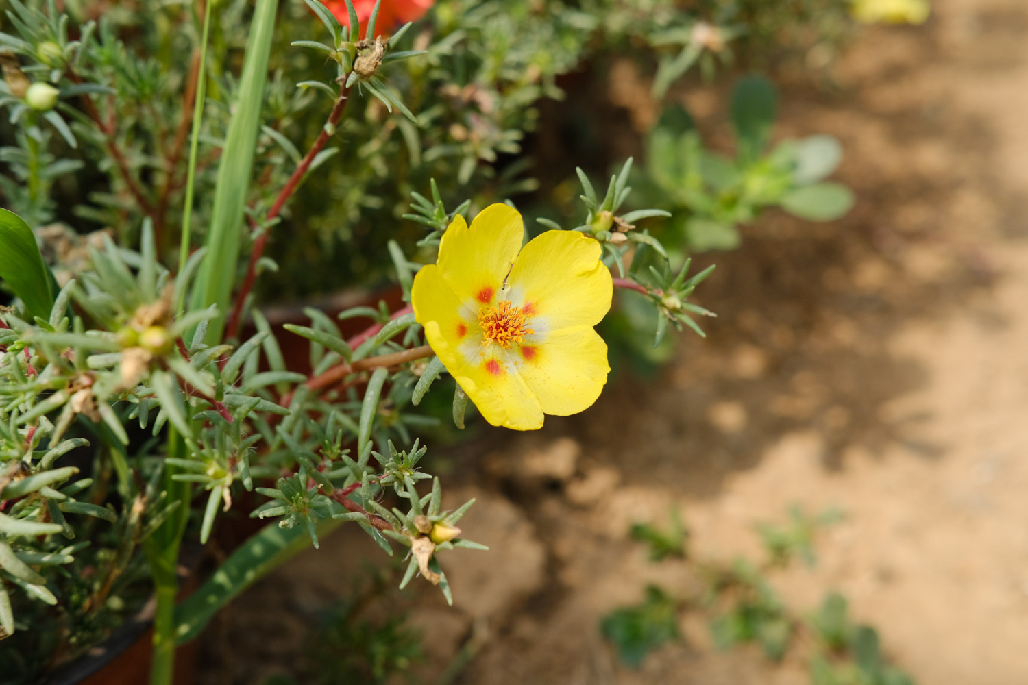 Sun flower