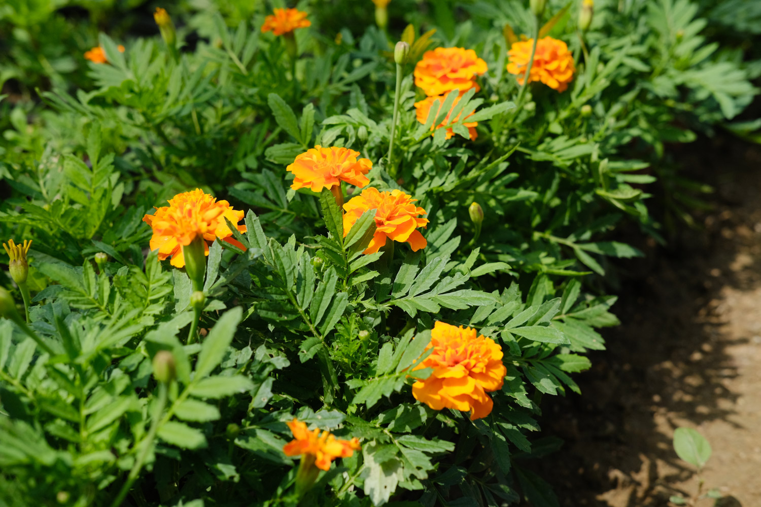 Marigold