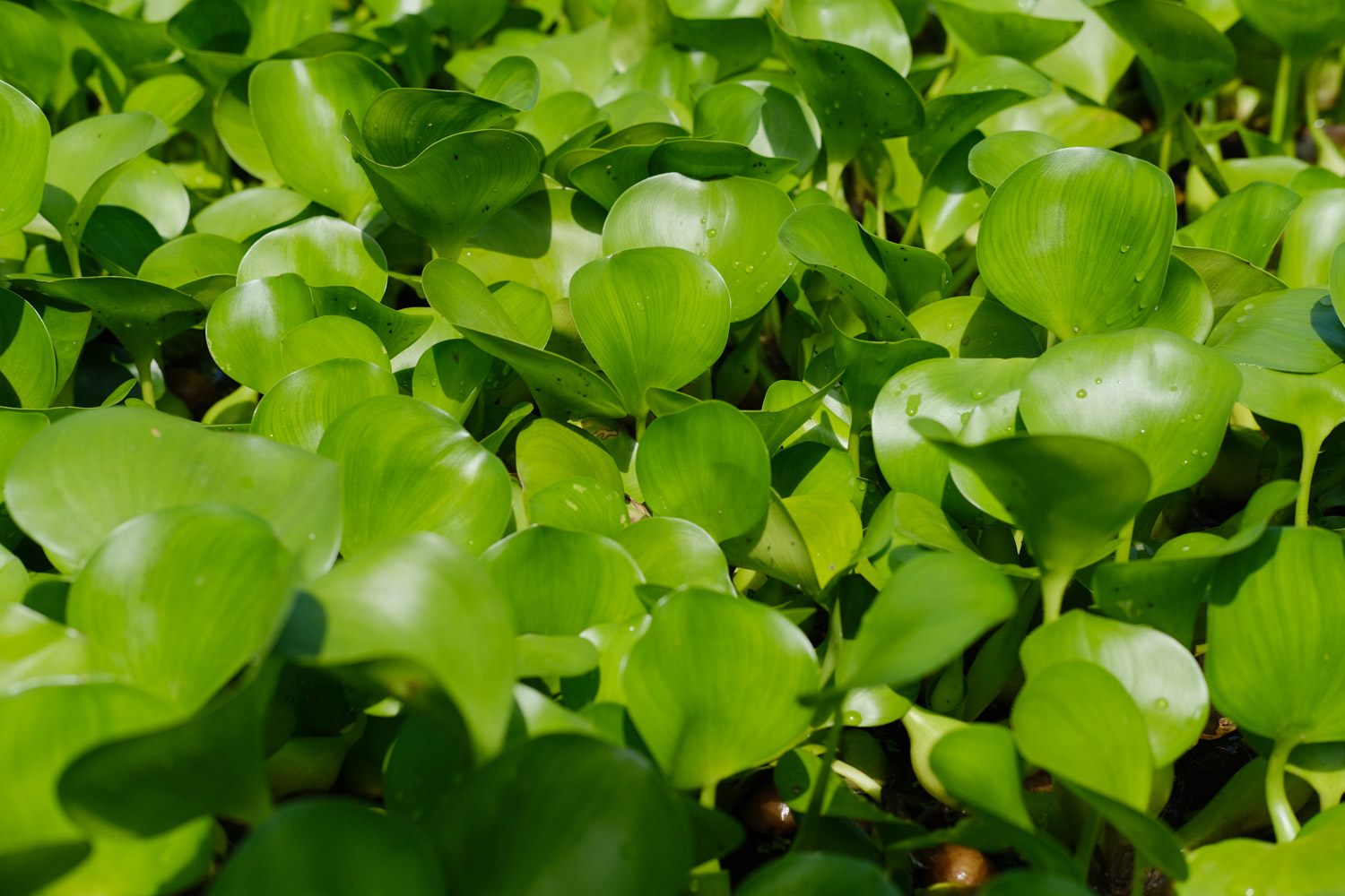 water hyacinth