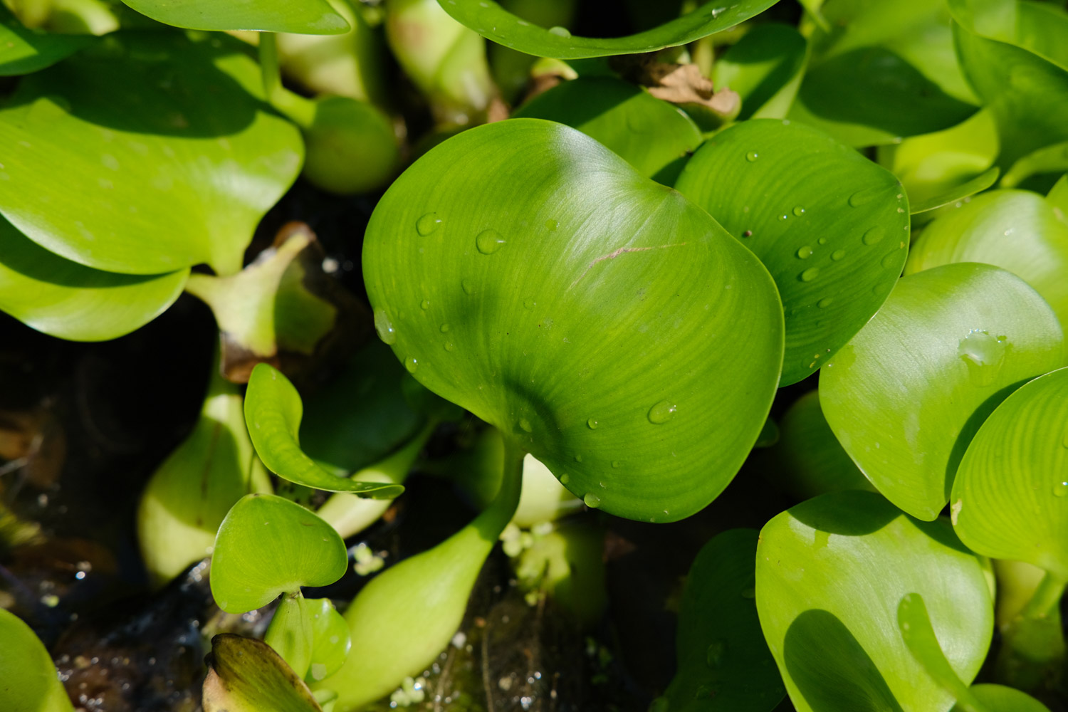 water hyacinth