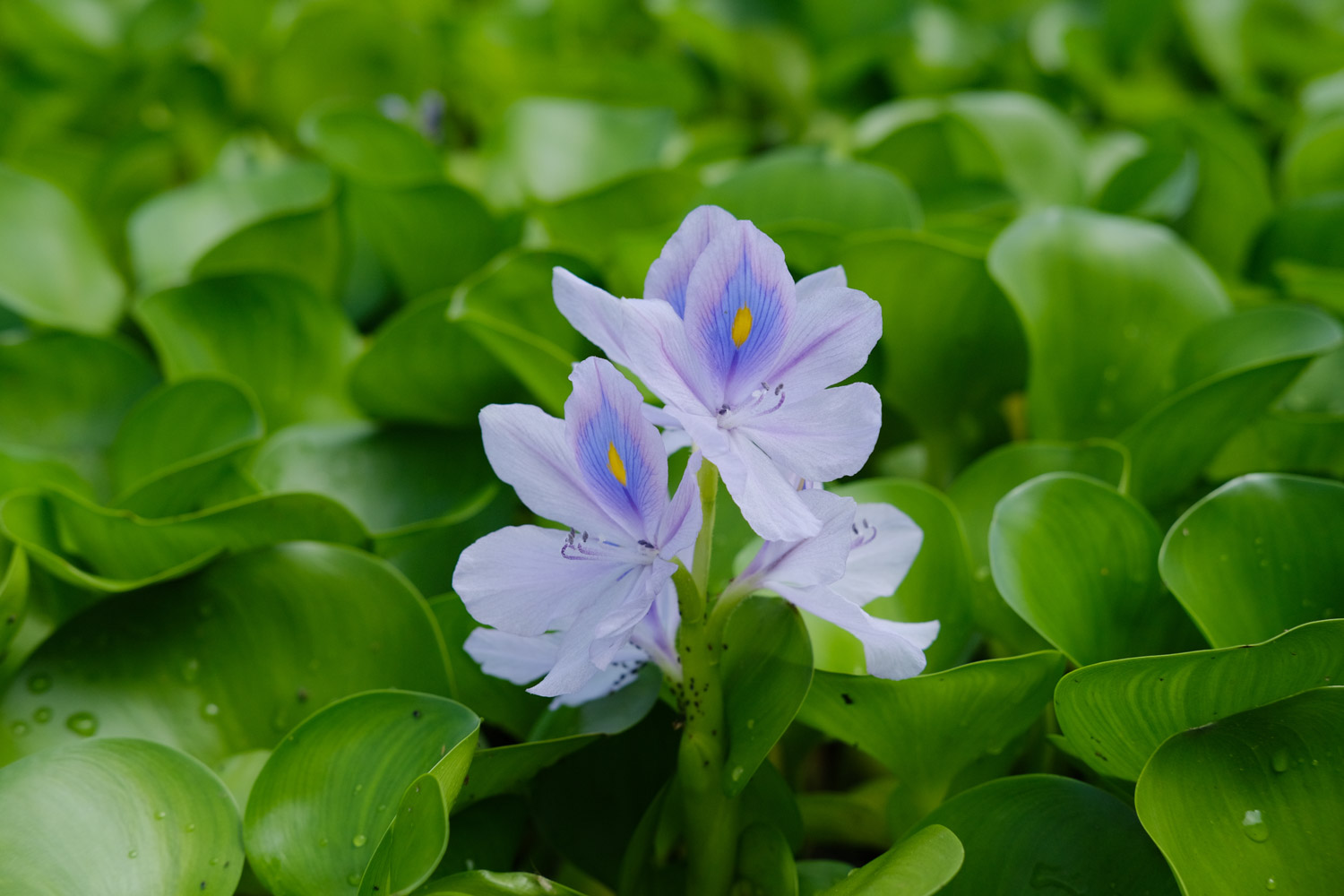 water hyacinth