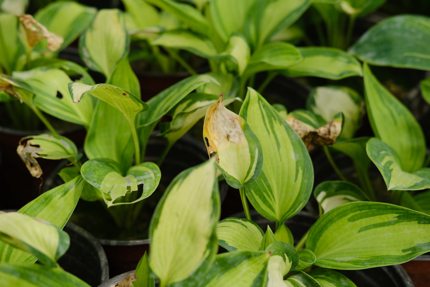 Hosta