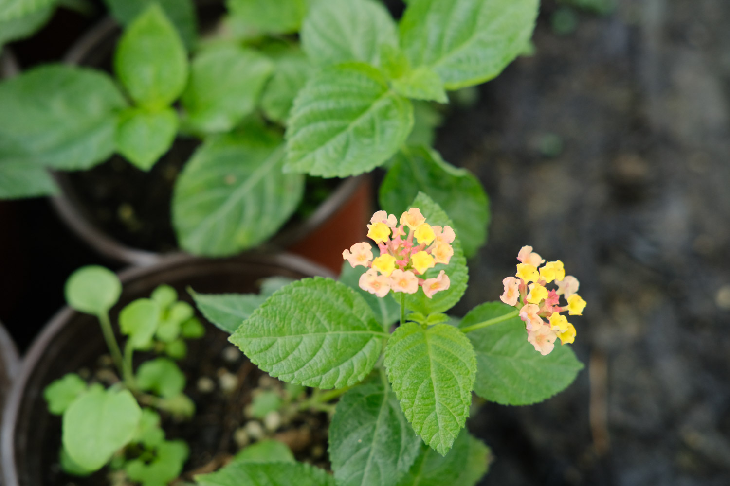 Lantana camara