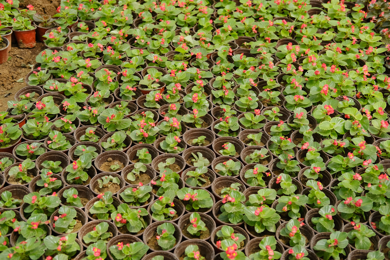 Begonia semperflorens