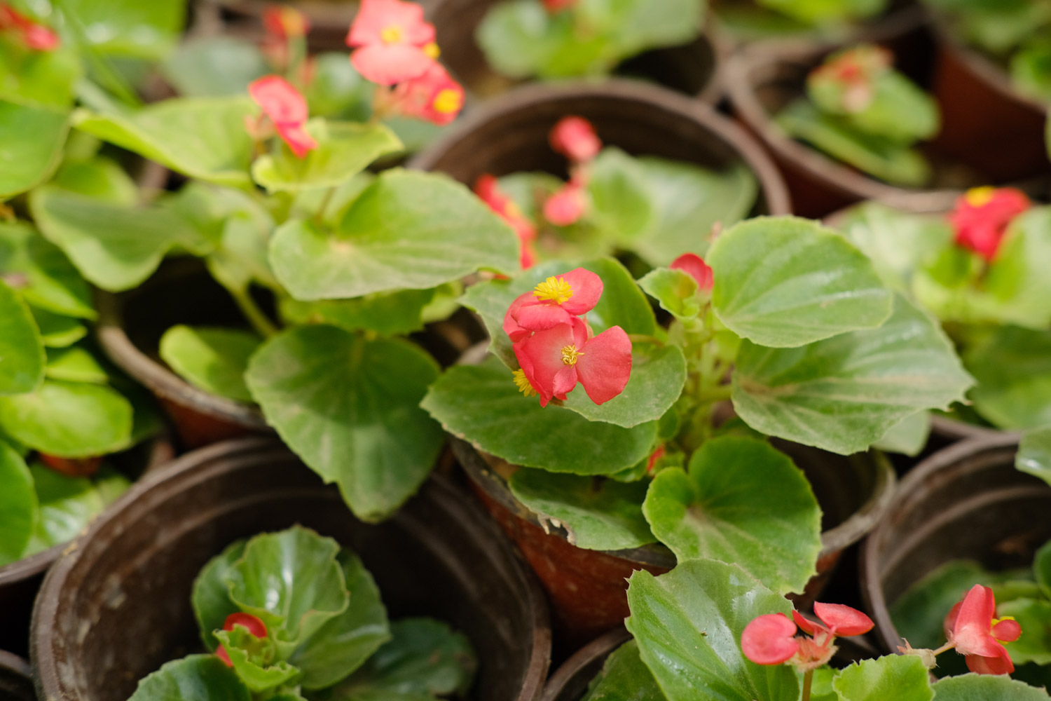 Begonia semperflorens