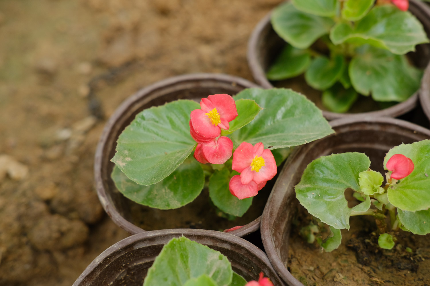 Begonia semperflorens