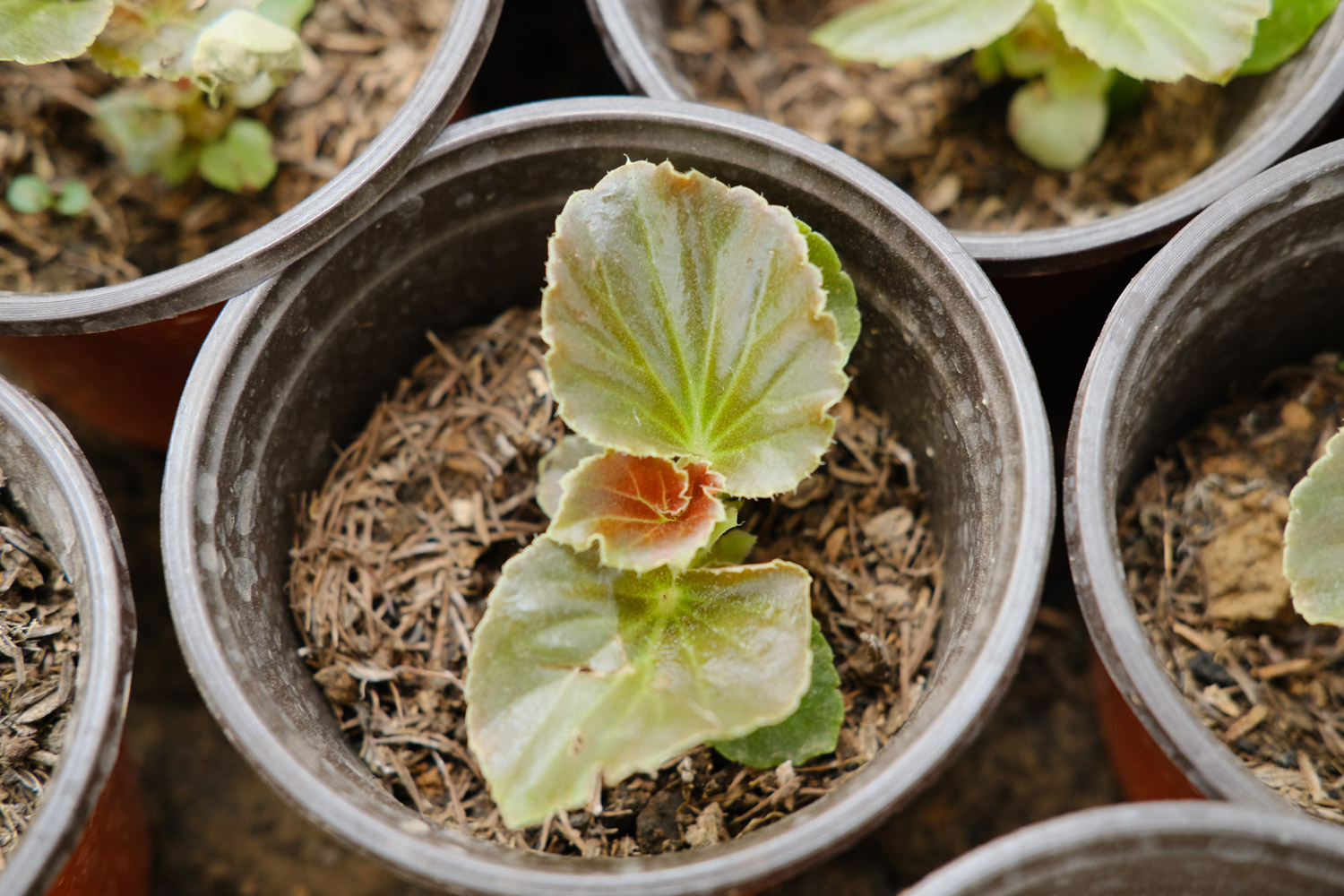 Begonia semperflorens