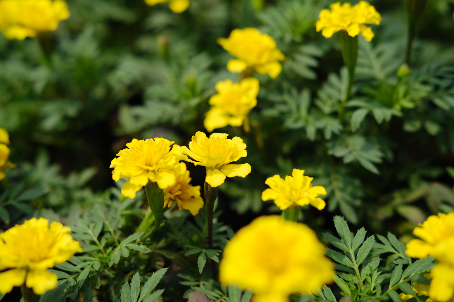 southern cone marigold