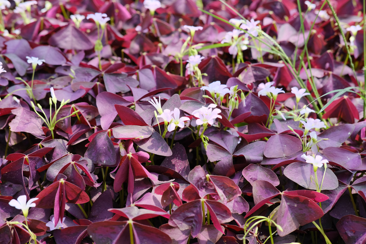 Oxalis