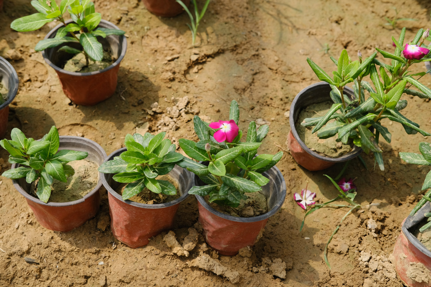 Madagascar rosy periwinkle