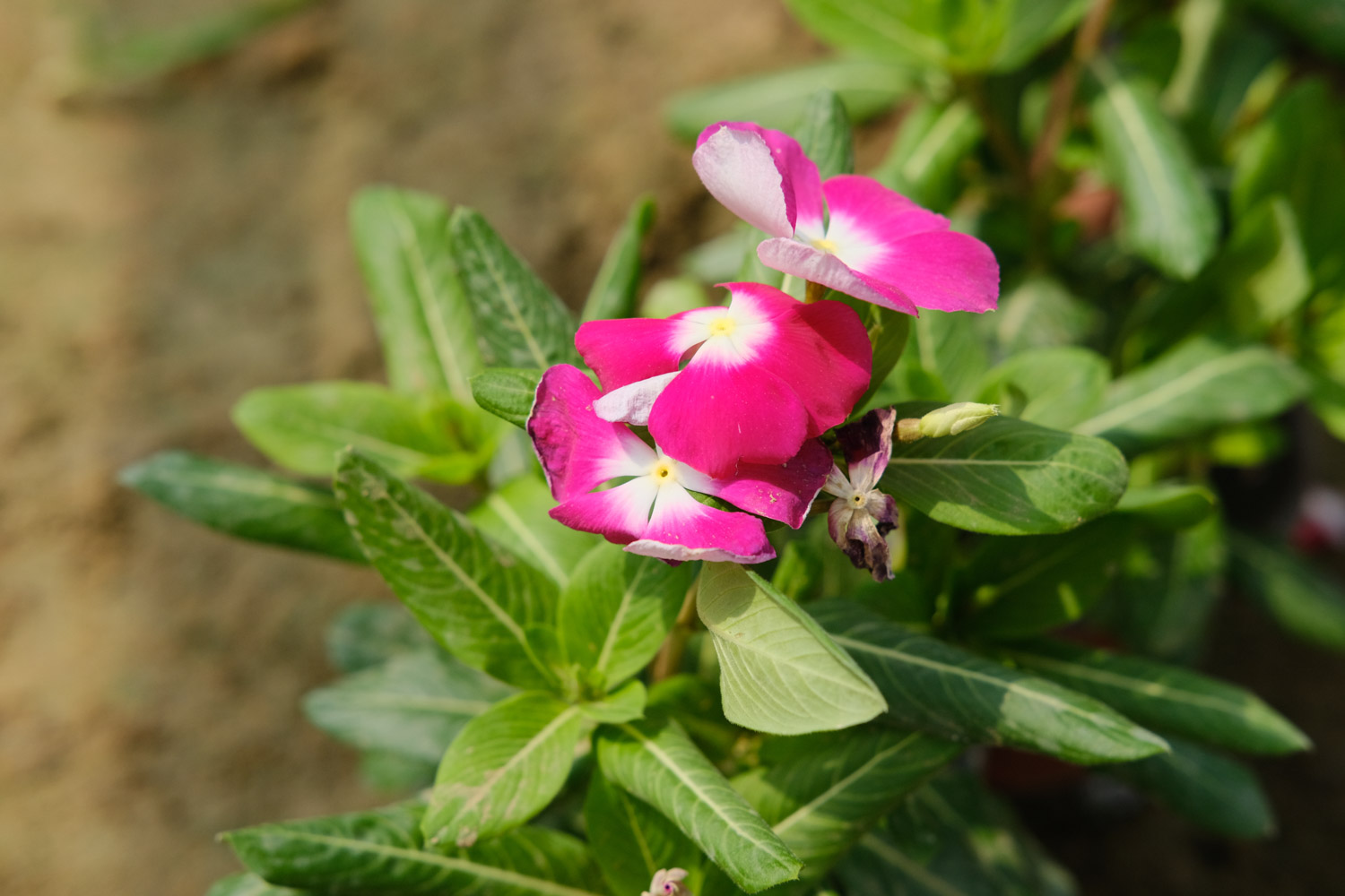 Madagascar rosy periwinkle