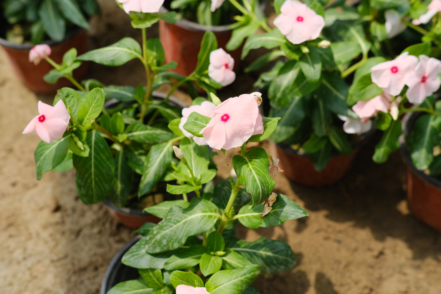 Madagascar rosy periwinkle