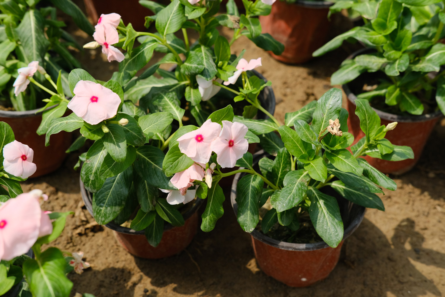 Madagascar rosy periwinkle