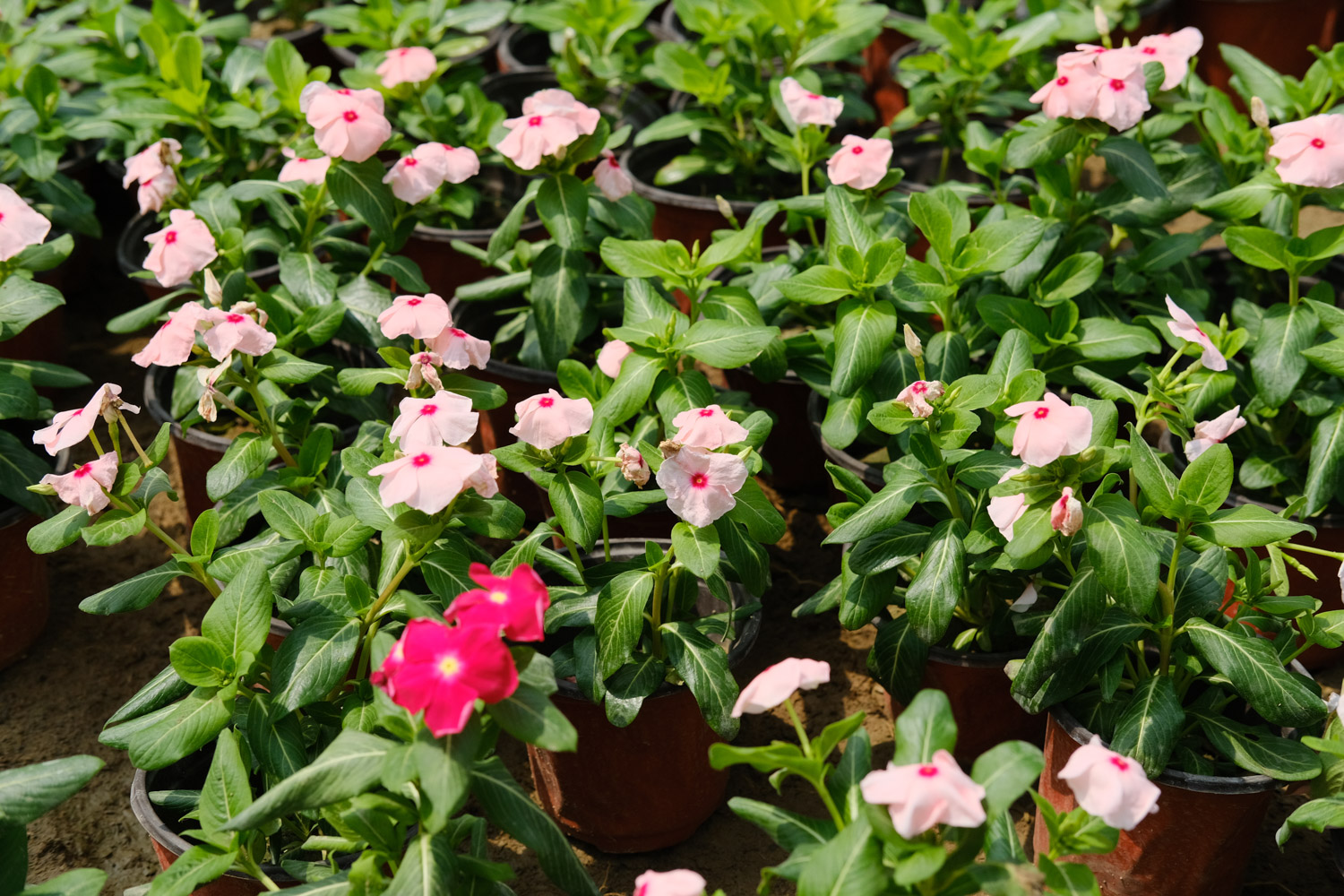 Madagascar rosy periwinkle