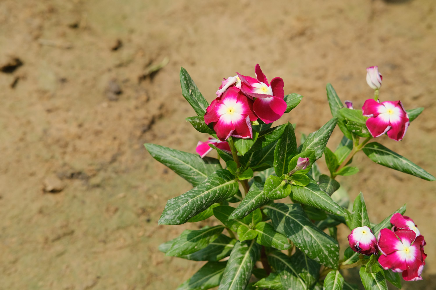 Madagascar rosy periwinkle