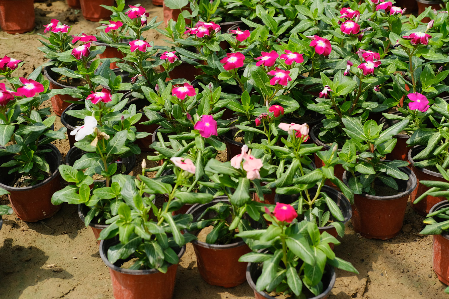 Madagascar rosy periwinkle