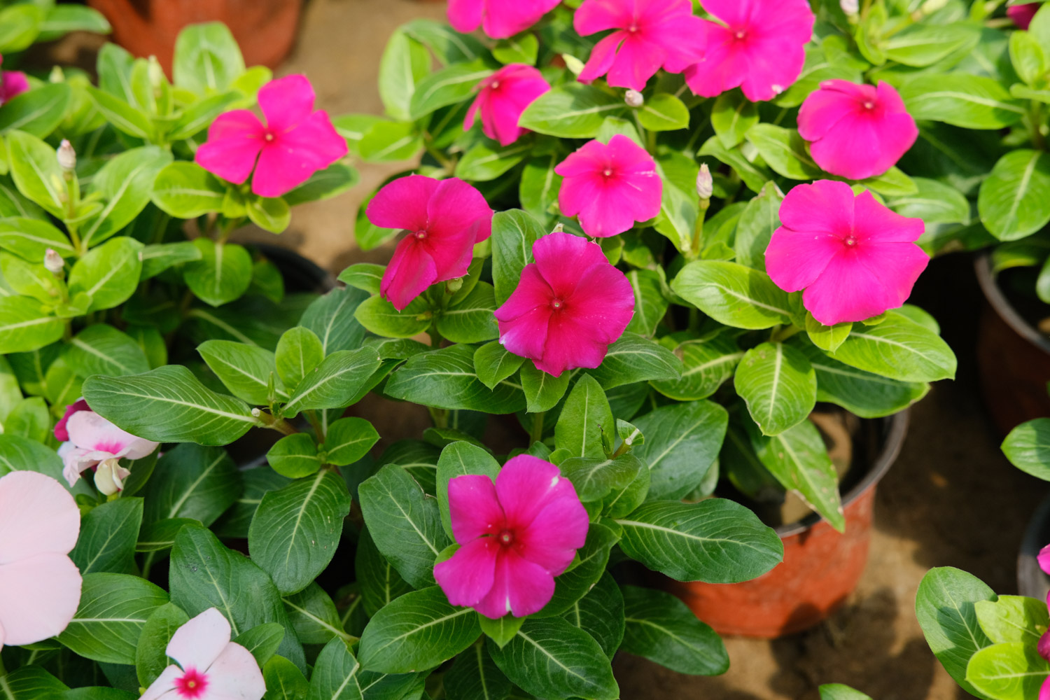 Madagascar rosy periwinkle