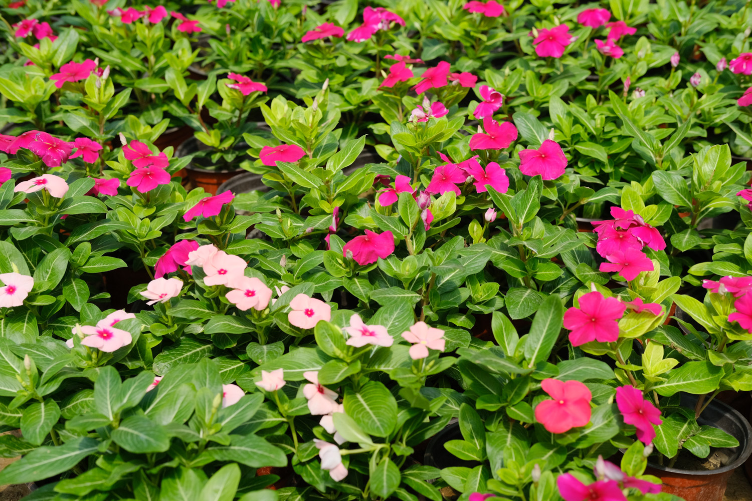 Madagascar rosy periwinkle