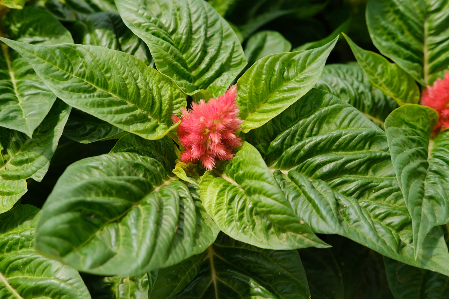 Celosia