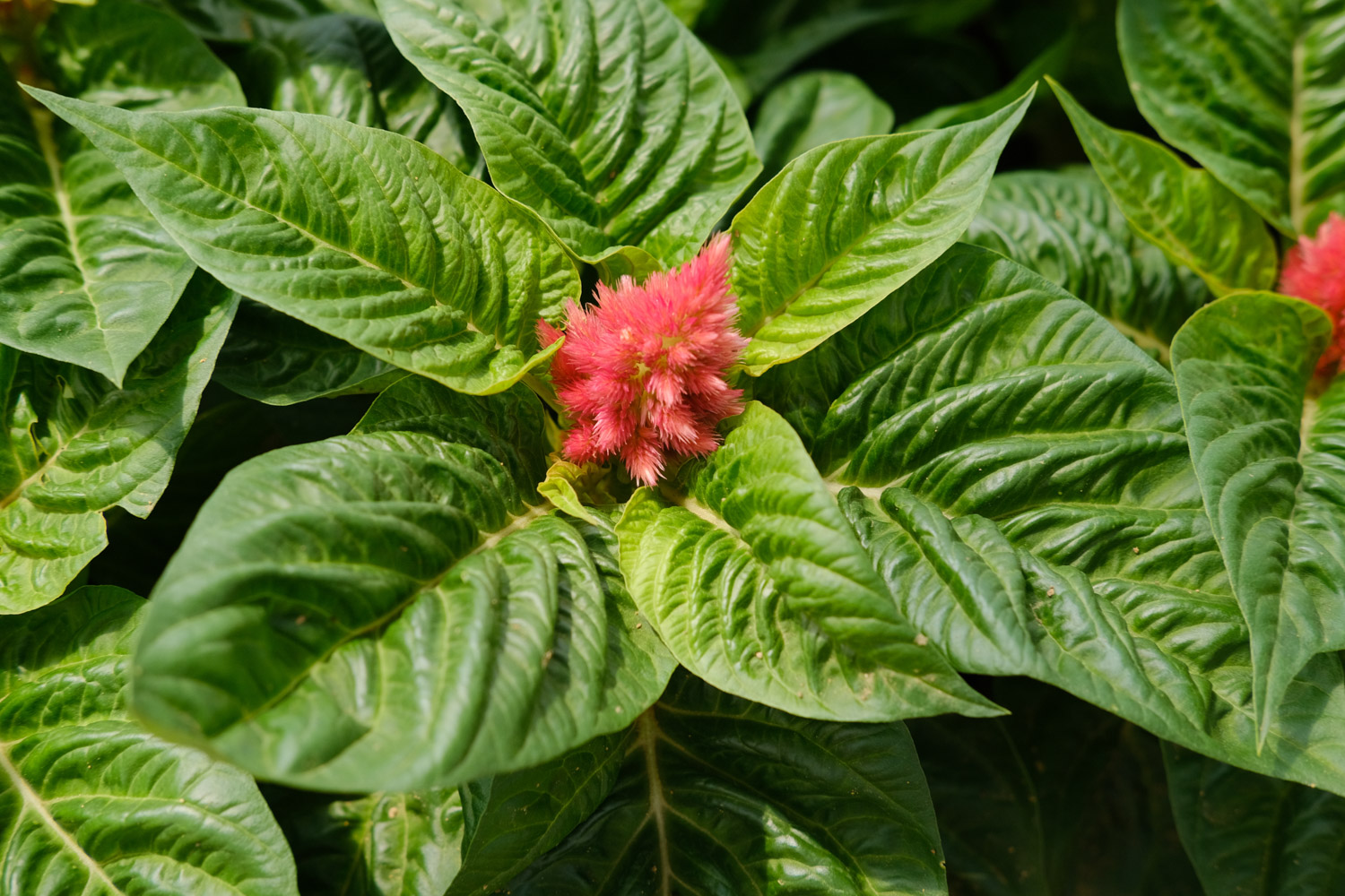 Celosia