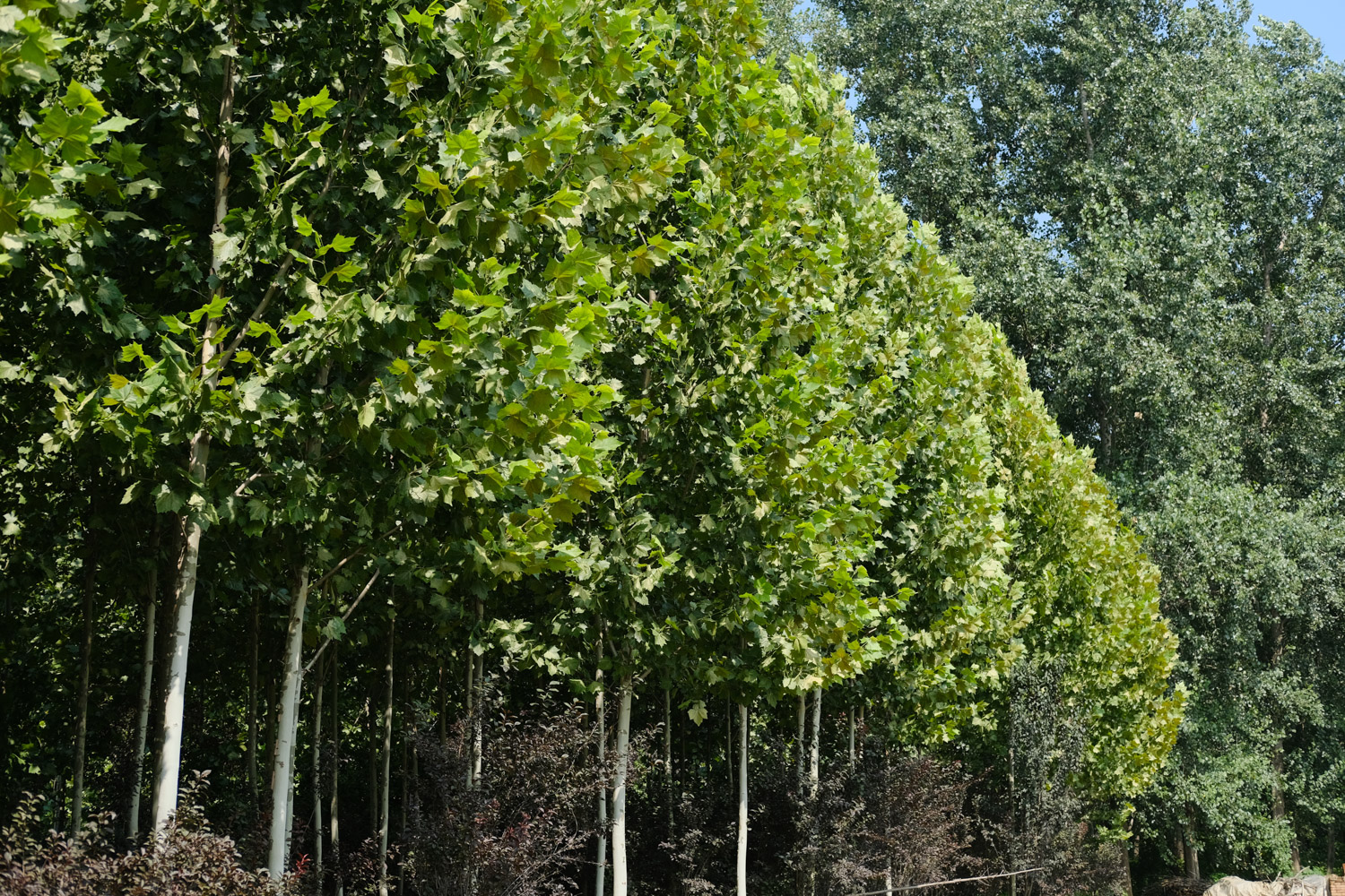 plane tree