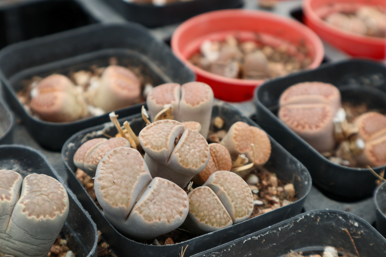 Lithops