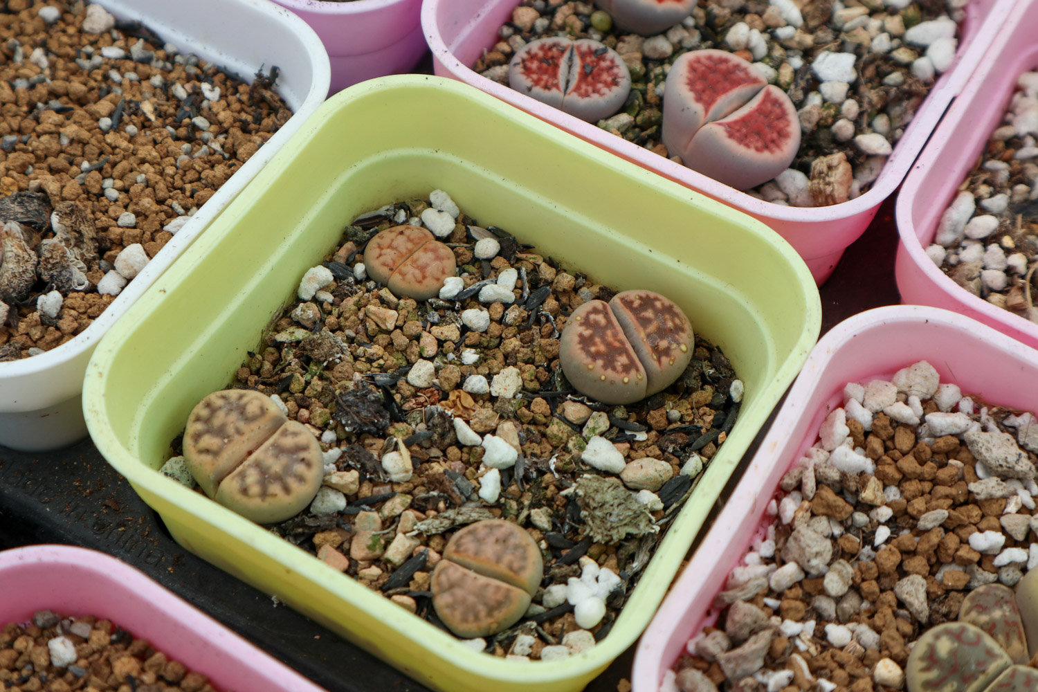 Lithops