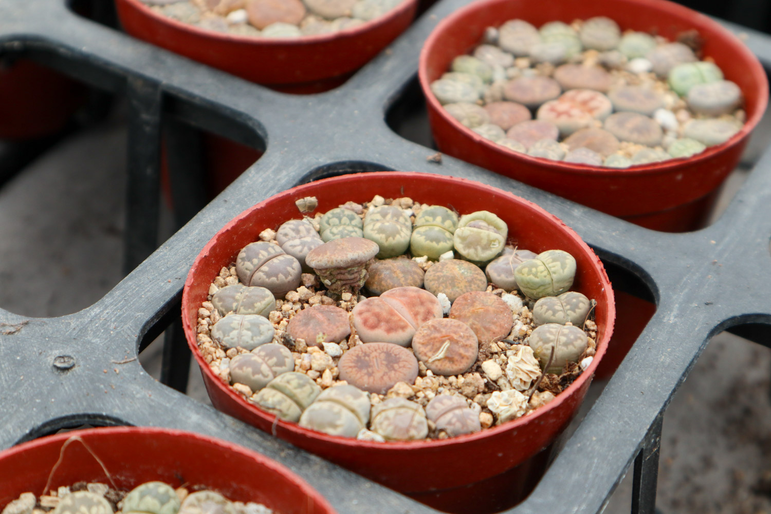 Lithops