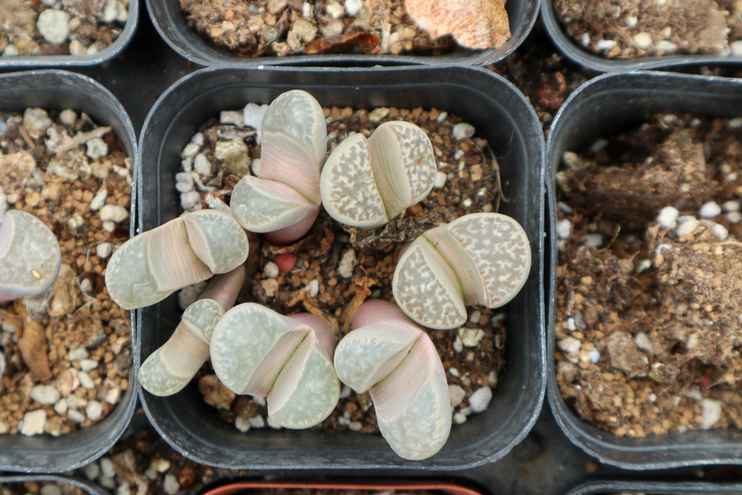 Lithops