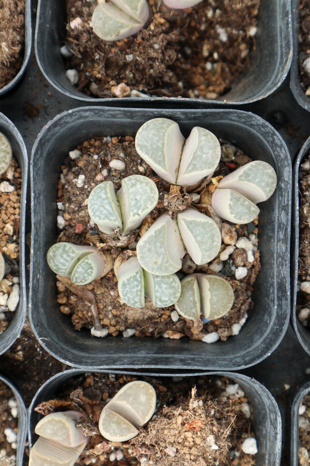 Lithops